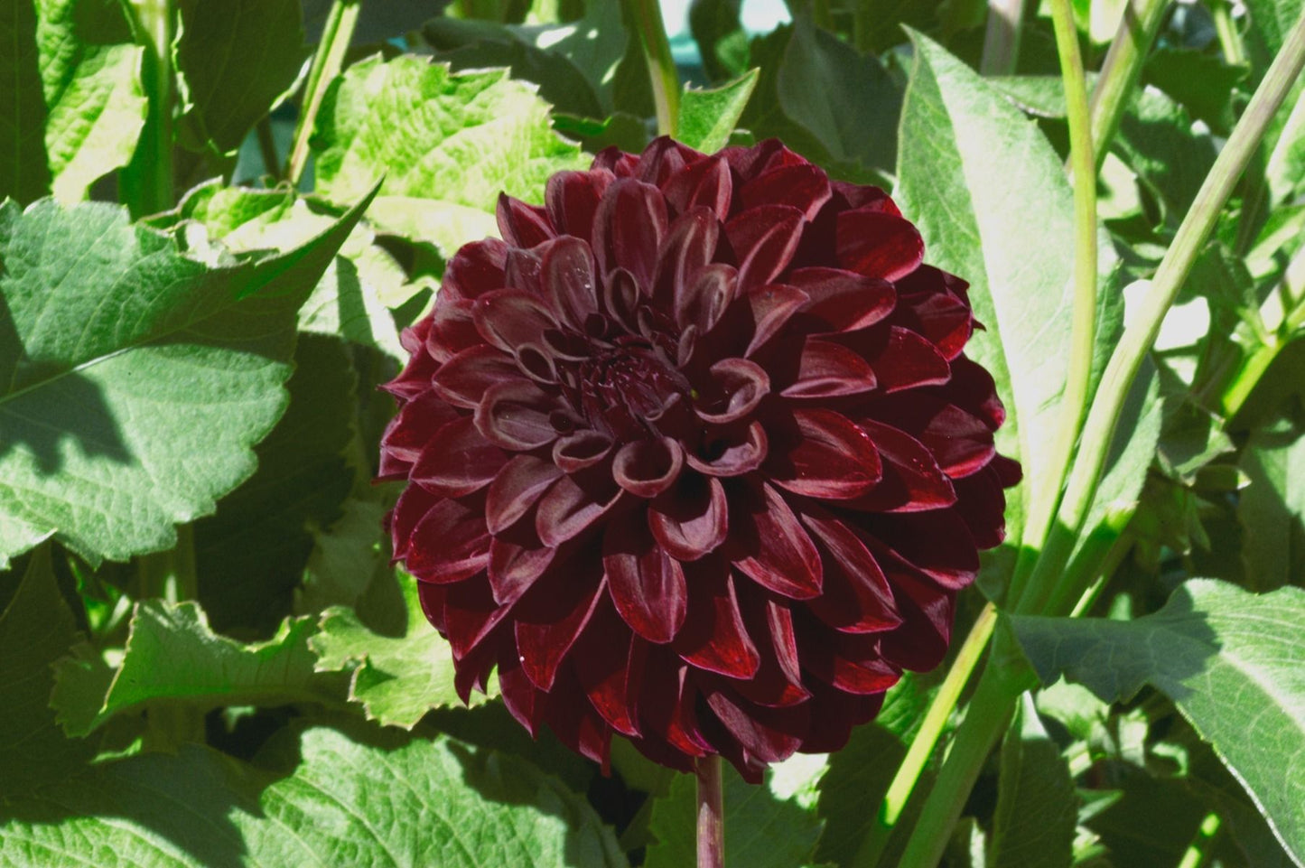 Black Satin Dahlia