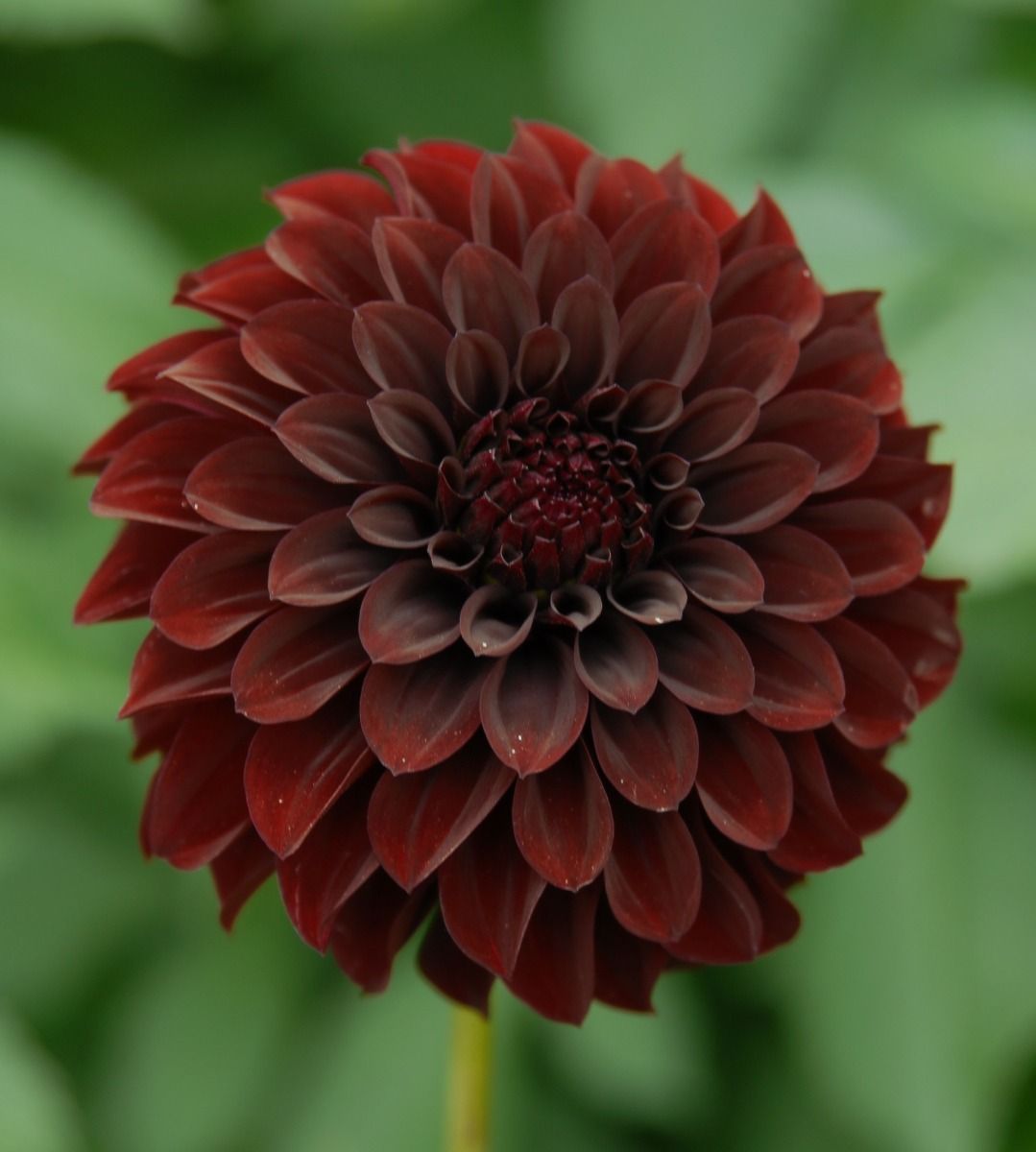 Black Satin Dahlia