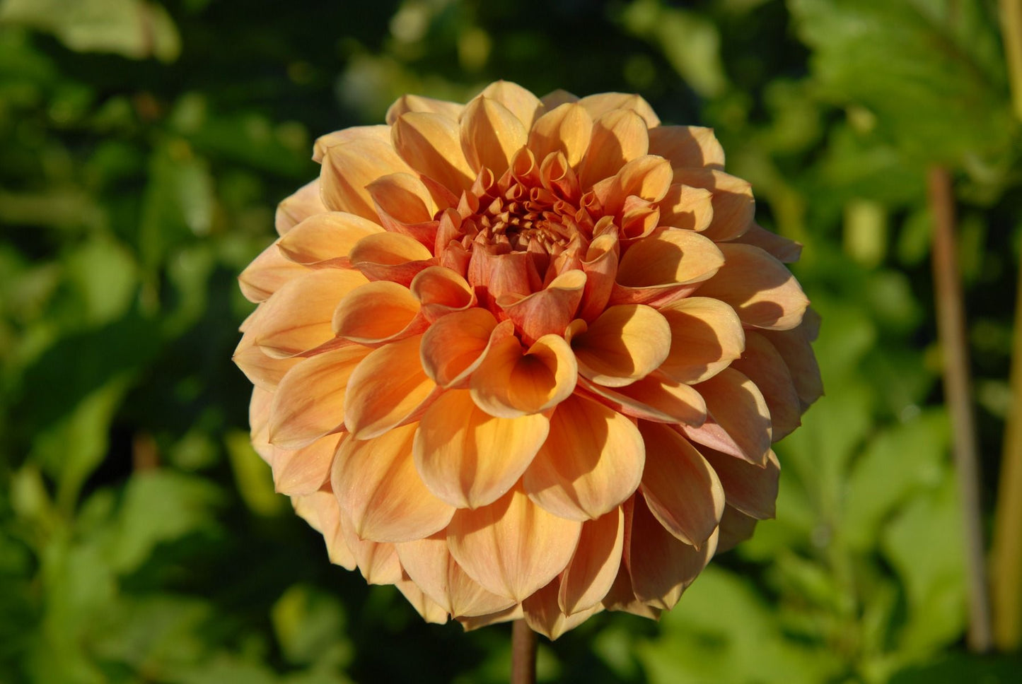 Blah Blah Blah Dahlia