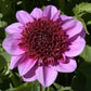 Blue Bayou Dahlia