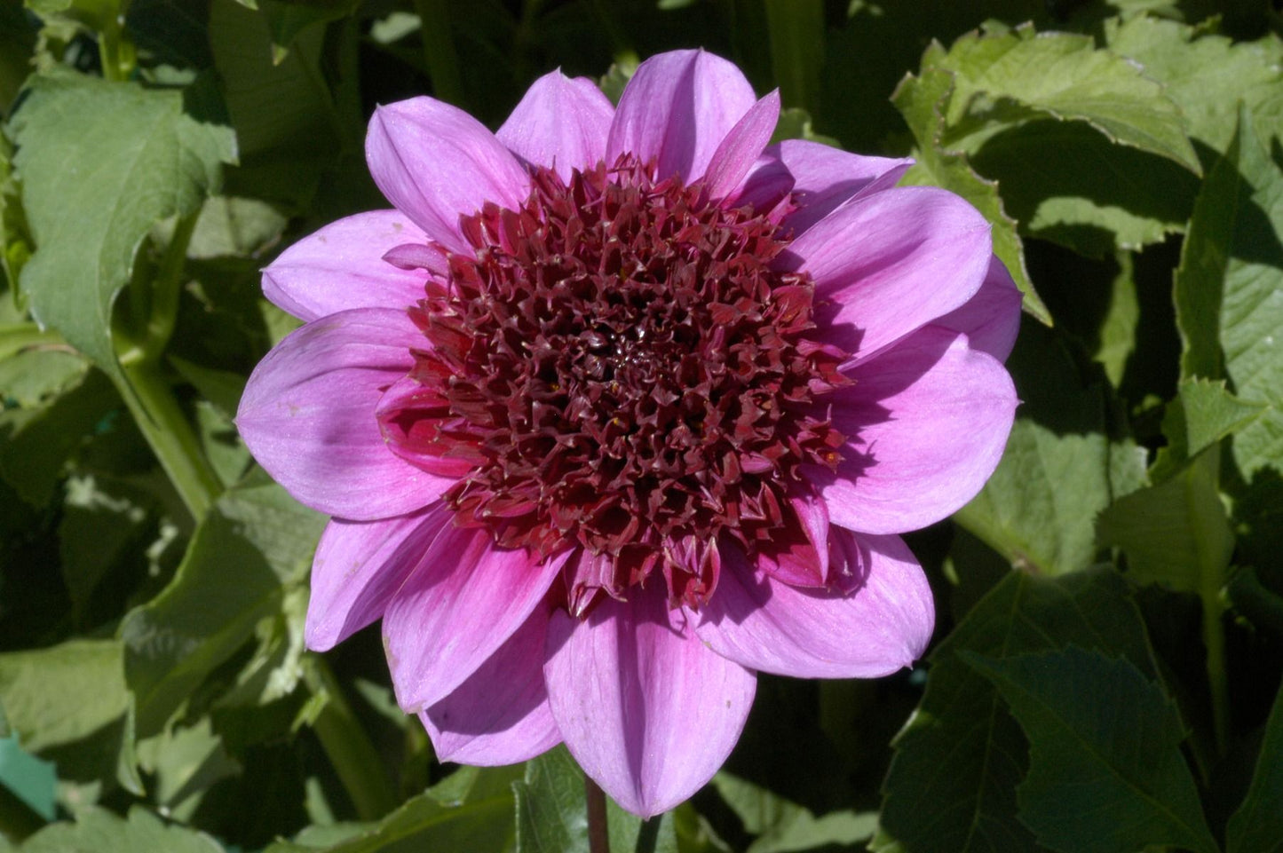 Blue Bayou Dahlia