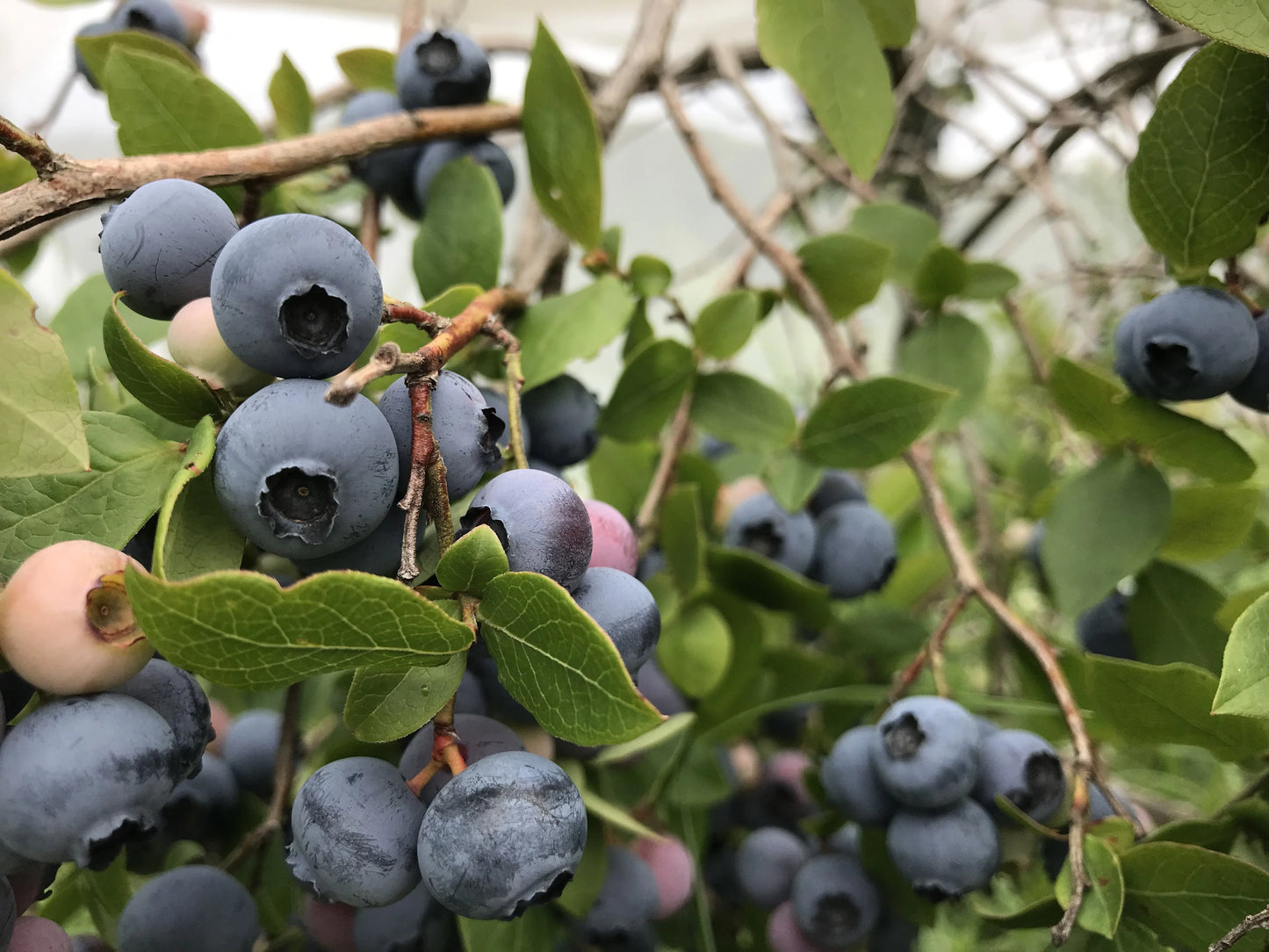 Blueray Mid Season Highbush Blueberry Plant