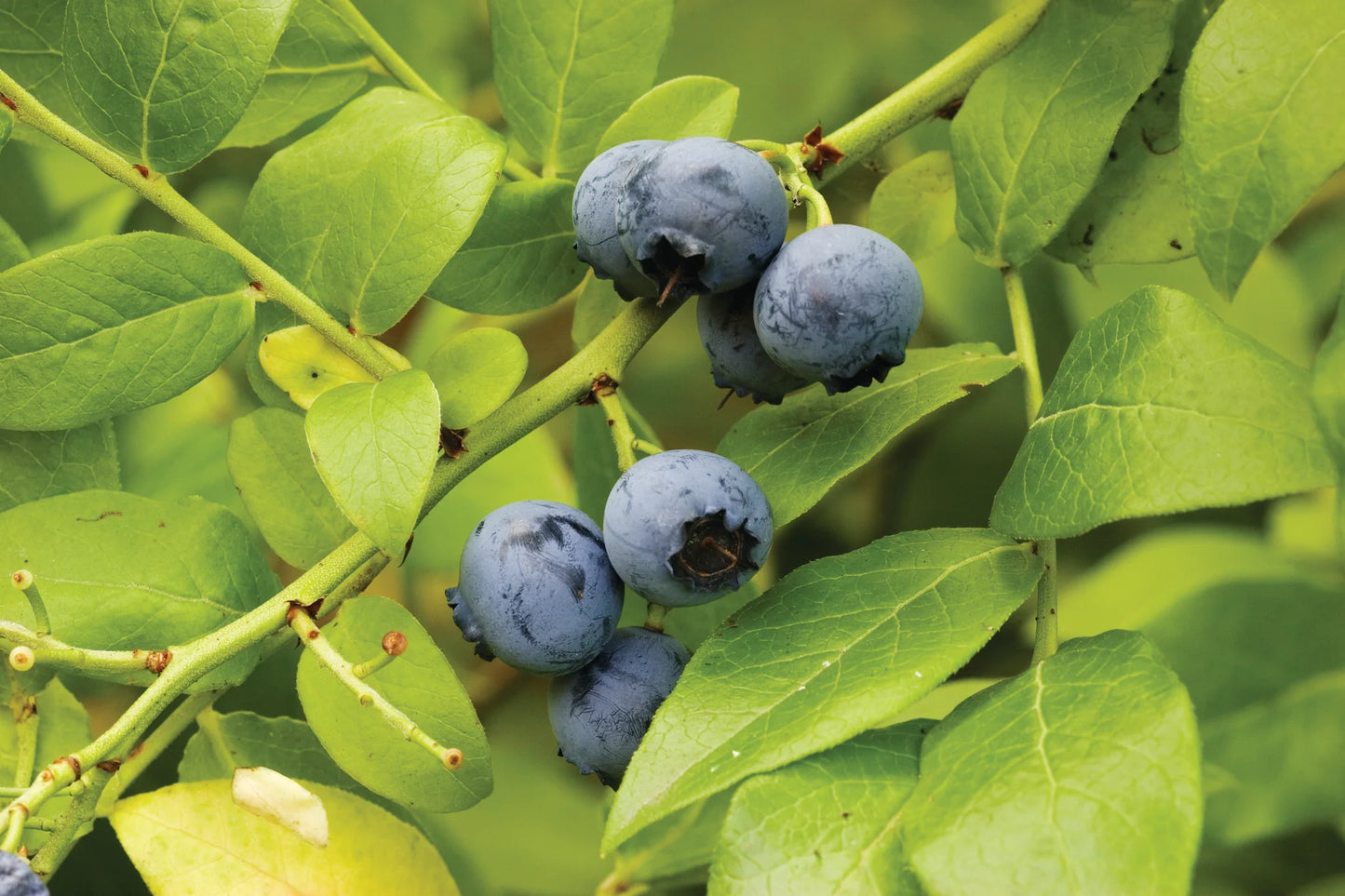 Vaccinium corymbosum ‘Sky Dew Gold’ Blueberry Plant