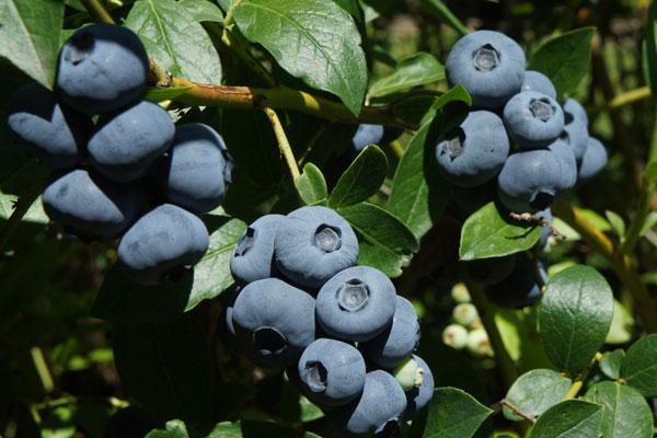 Spartan Early Highbush Blueberry Plant