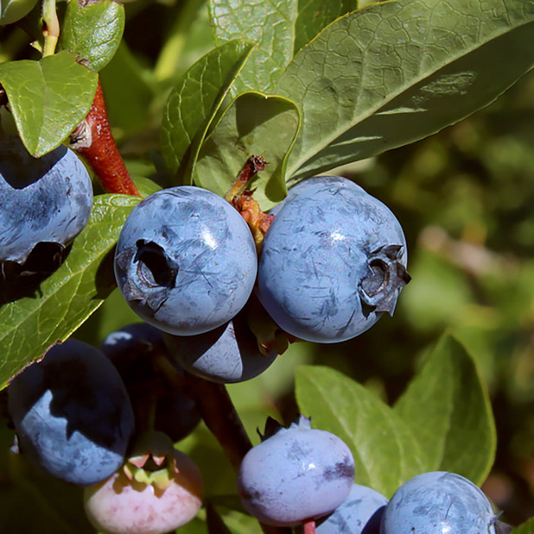 Bonus Late Season Blueberry Plant