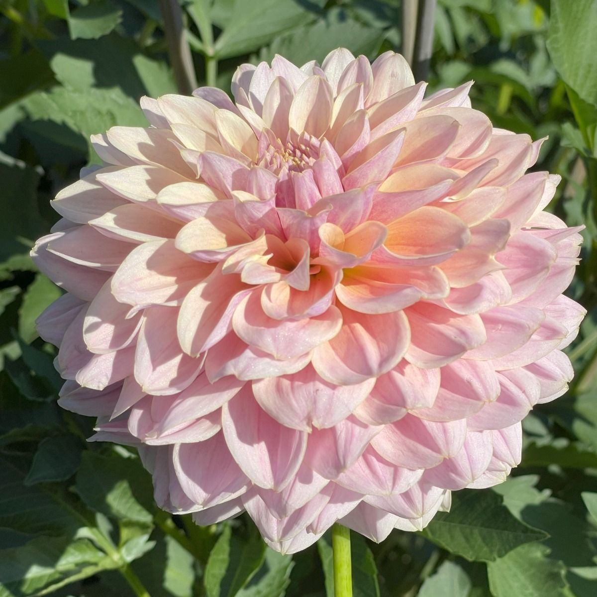 Blushing Beauty Dahlia