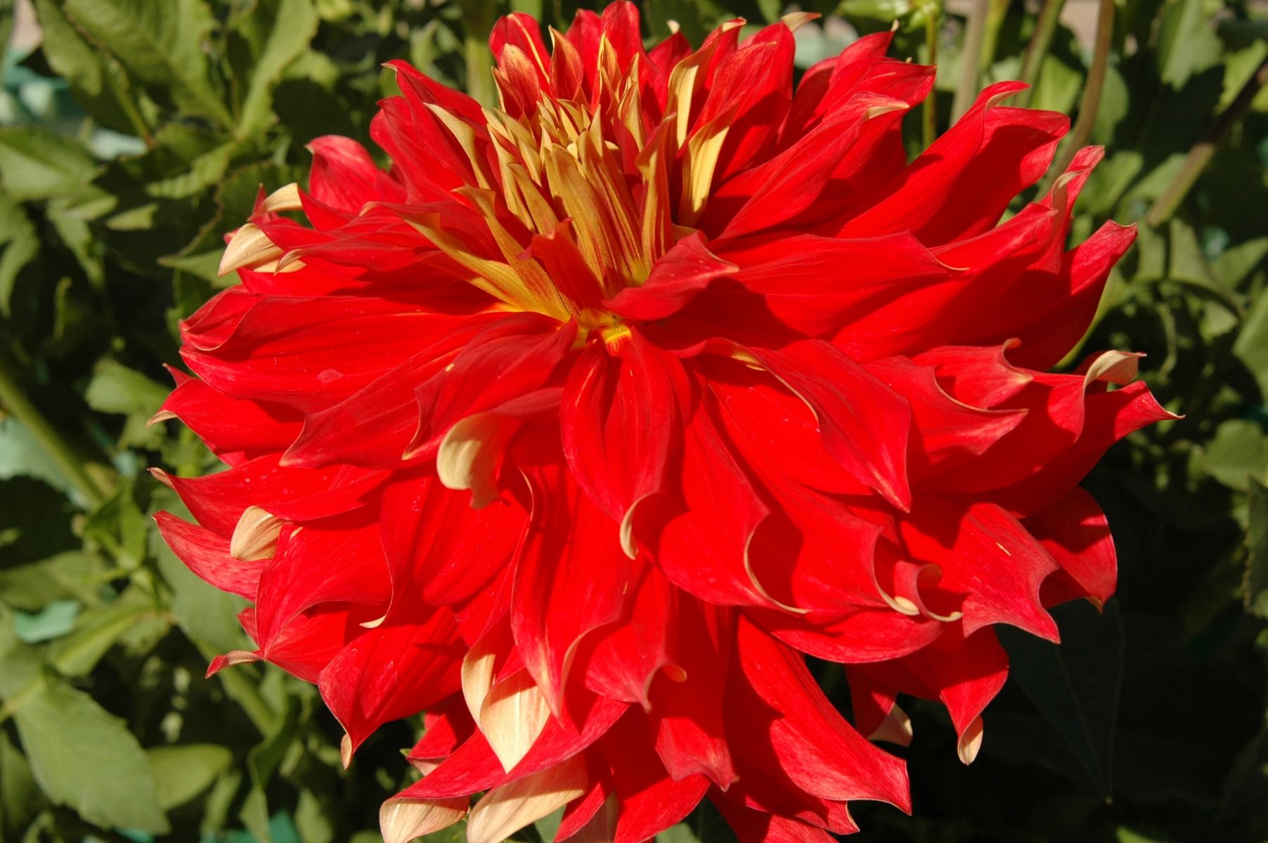 Bodacious Dahlia – EVERGREEN