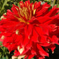Bodacious Dahlia