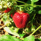 Bounty Late Season Strawberry