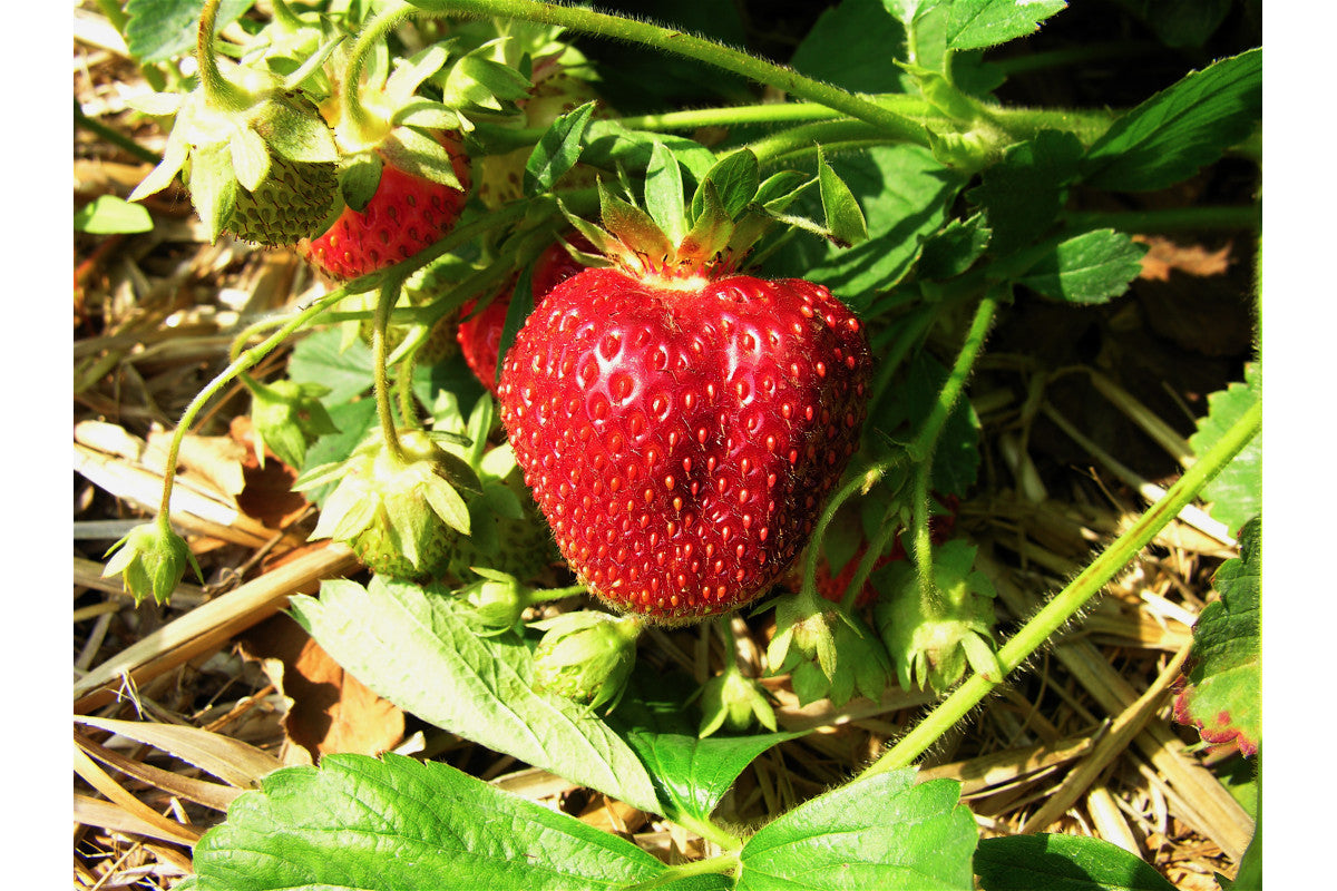 Bounty Late Season Strawberry