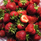 Bounty Late Season Strawberry