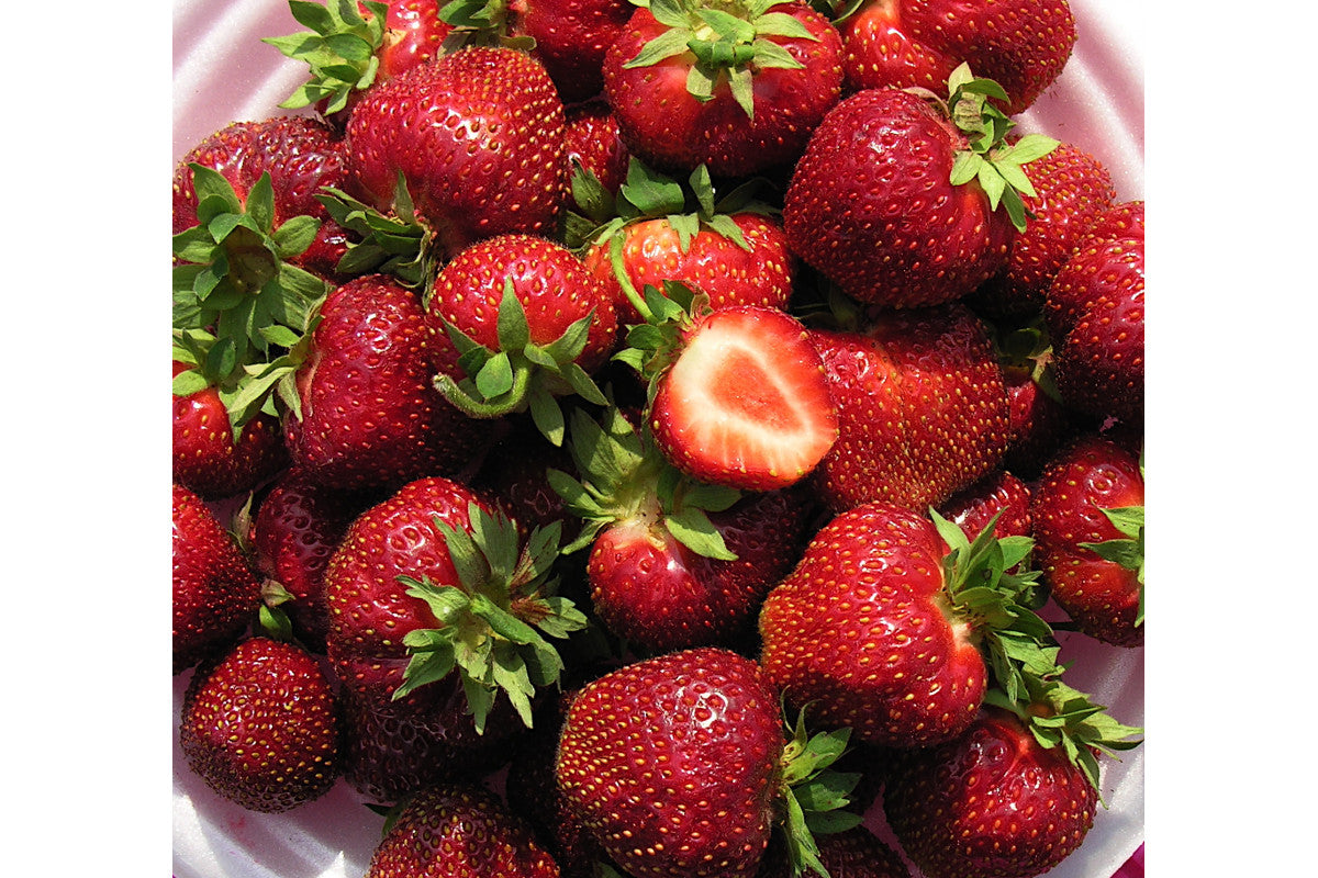 Bounty Late Season Strawberry