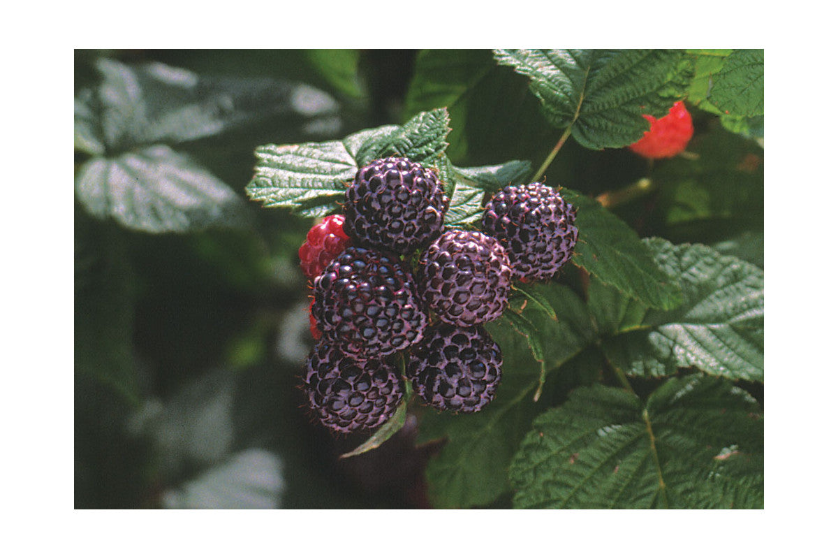 Bristol Black Raspberry Plants