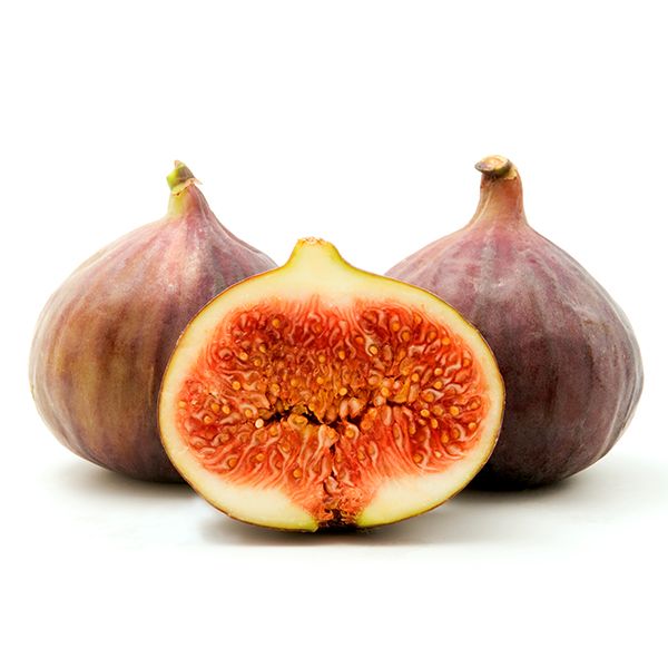 Fig Tree - Figuier