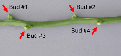 Ain Taoujdate Clementine Budwood citrus plant material online shopping