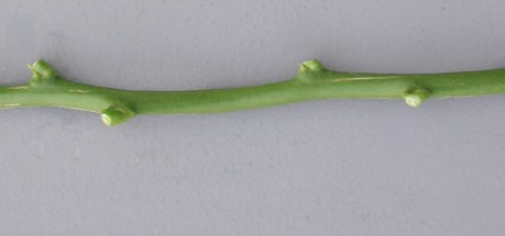 Ain Taoujdate Clementine Budwood citrus plant material online shopping