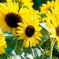 Suntastic Sunflower Seeds online shopping
