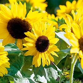 Suntastic Sunflower Seeds online shopping