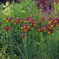 Lion King Dutch Iris Bulbs