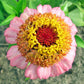 Zinderella Peach Zinnia Seeds online shopping
