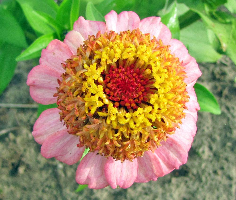 Zinderella Peach Zinnia Seeds online shopping