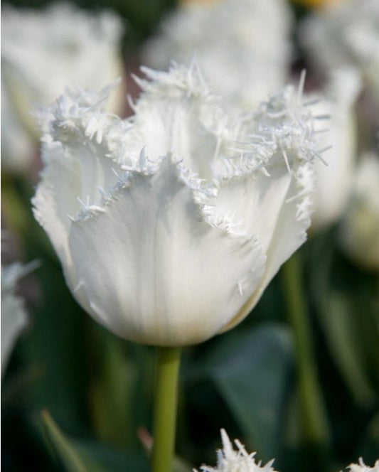 North Pole Tulip Bulbs
