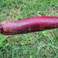 Cylindra Beet Seeds online shopping