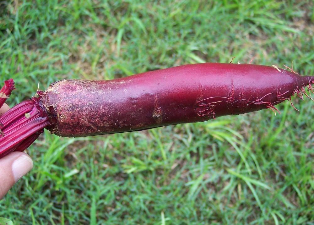 Cylindra Beet Seeds online shopping