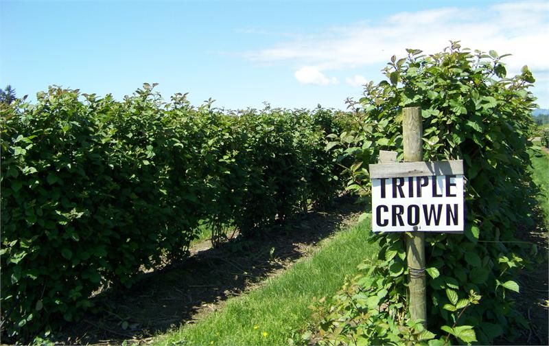 Rubus ‘Triple Crown’ Blackberry