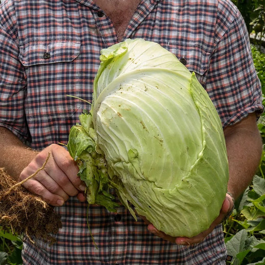 Late Flat Dutch Green Cabbage