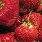 Cabot Mid Season Strawberry