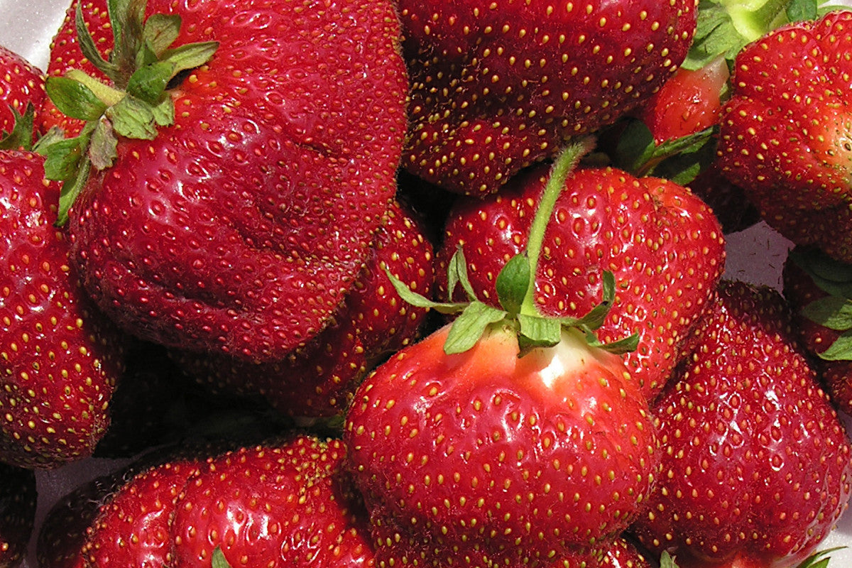 Cabot Mid Season Strawberry