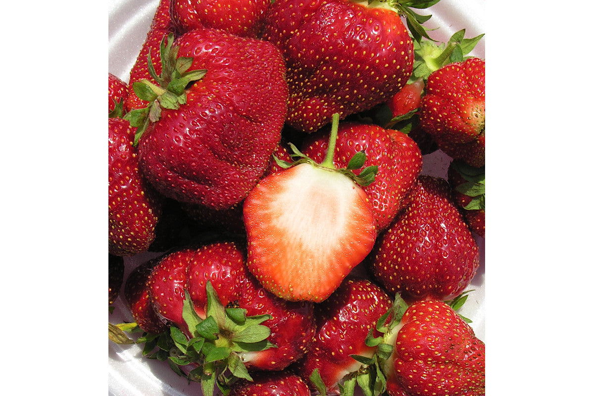 Cabot Mid Season Strawberry