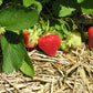 Cabot Mid Season Strawberry