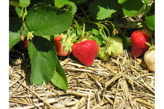 Cabot Mid Season Strawberry