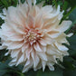 Café au Lait Dahlia