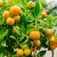 Citrus Trees - Arbres d'Agrumes