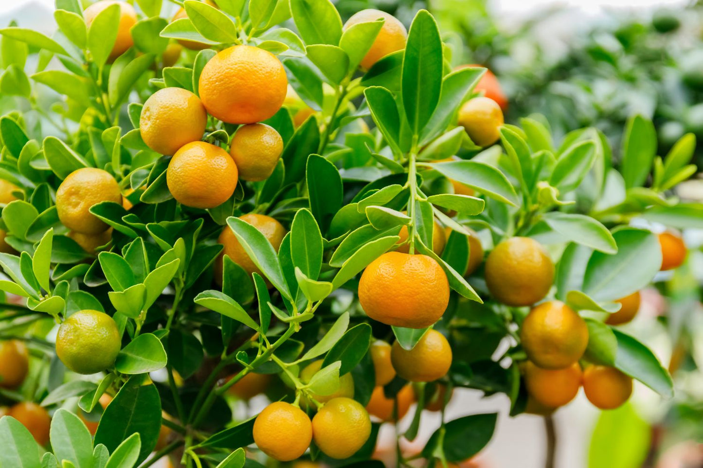 Citrus Trees - Arbres d'Agrumes