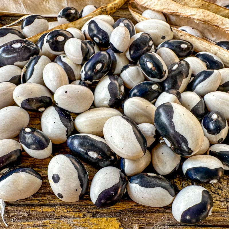 Calypso Drying Bean Seeds online shopping