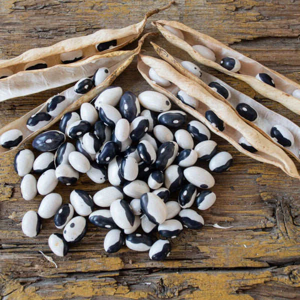 Calypso Drying Bean Seeds online shopping