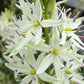 Leichtlinii Alba Camassia Bulbs