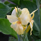 Vanilla Cream Green Leaf Canna
