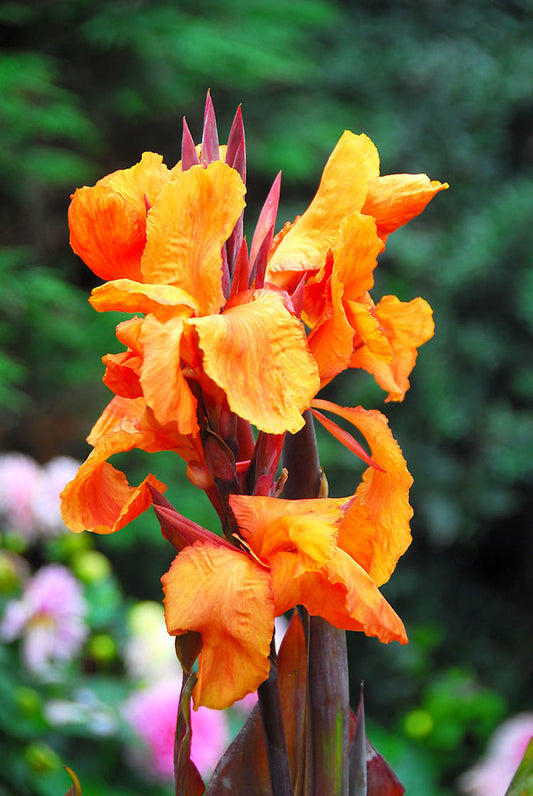 Wyoming Bronze Leaf Canna