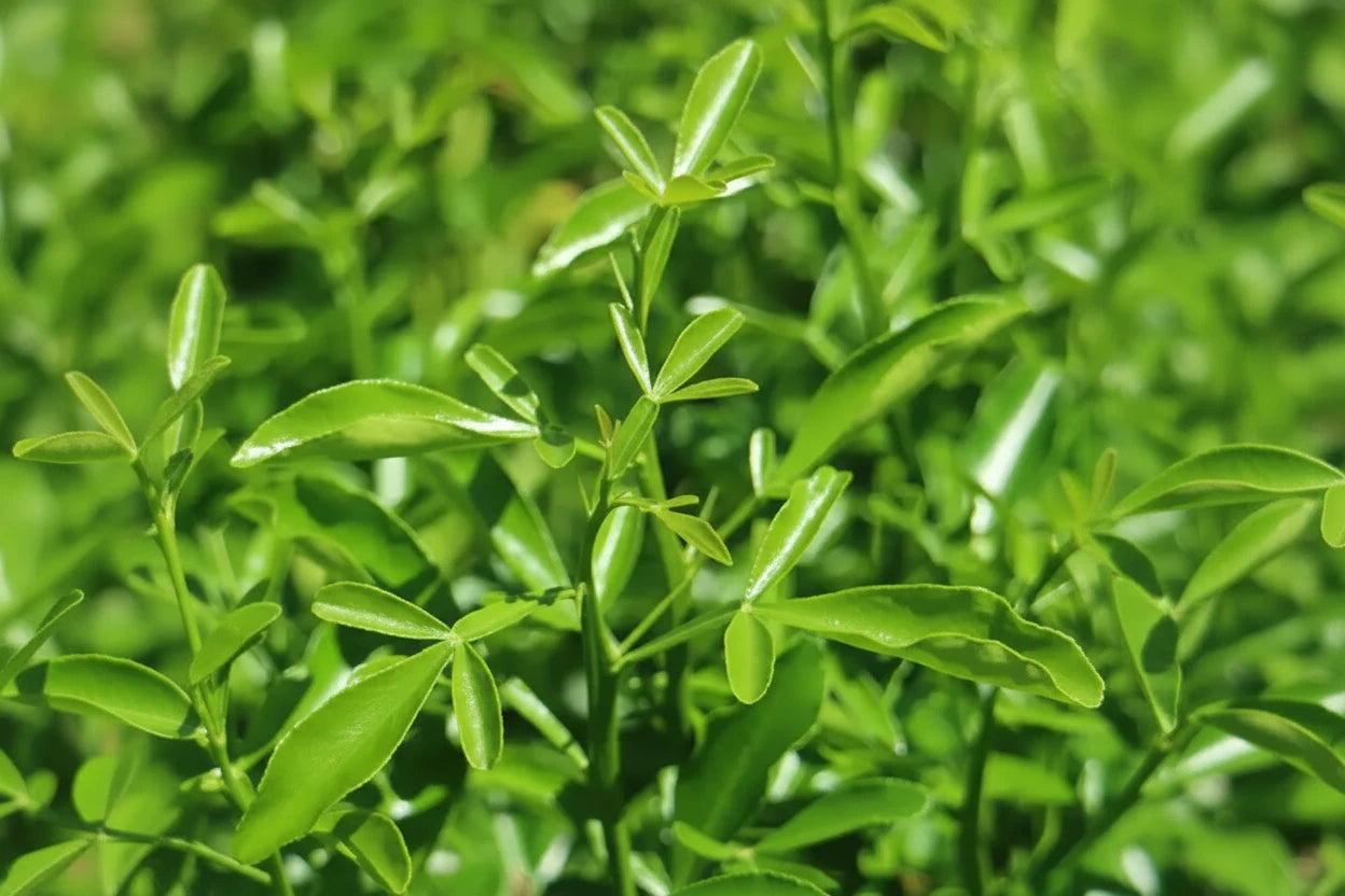 Carrizo Citrange Trifoliate Hybrid Citrus Rootstock Seedling citrus plant material online shopping