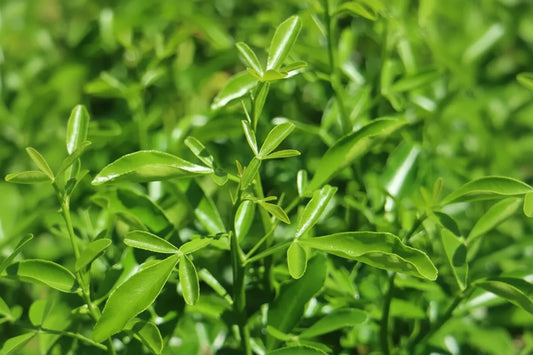Carrizo Citrange Trifoliate Hybrid Citrus Rootstock Seedling citrus plant material online shopping