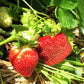 Cavendish Mid Season Strawberry