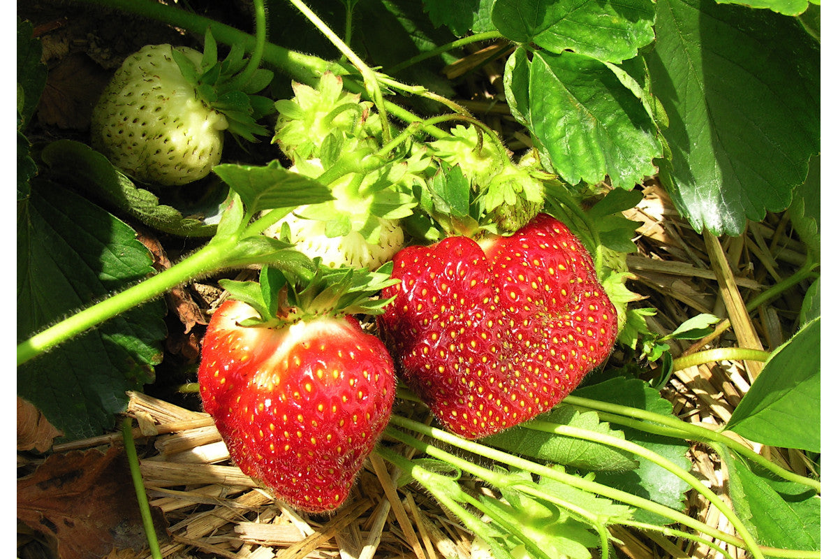 Cavendish Mid Season Strawberry