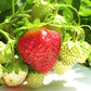 Cavendish Mid Season Strawberry