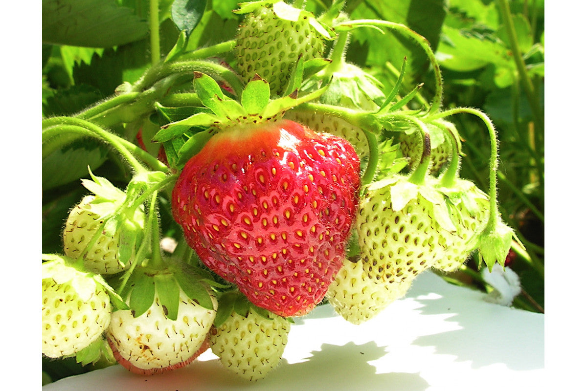 Cavendish Mid Season Strawberry