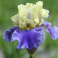Iris x germanica Edith Wolford